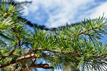 Fototapeta na wymiar Green pine needle