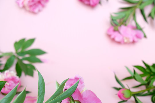 beautiful pink peony on pink backround. Floral composition