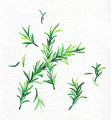 Rosemary green leaves. Watercolor hand drawing. Food, vegetables and fruit isolated on white background. Book illustration, recipe, menu, magazine or journal article. Top view.