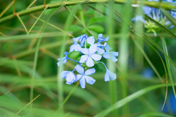 A young Hydrangea flower after a spring shower, inside a larger bloom and with light coming in between thee flowers. Extremely shallow depth of field for dreamy feel