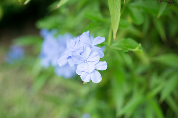 Obraz premium A young Hydrangea flower after a spring shower, inside a larger bloom and with light coming in between thee flowers. Extremely shallow depth of field for dreamy feel