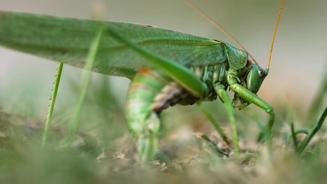 Big green locust female lays eggs