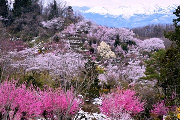 花見山