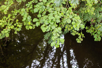 feuilles et rivière