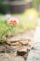 Beautiful Spring flower blooming in garden