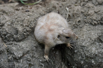 プレーリードッグ