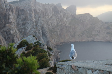 Sea gull on Cap Formentor, West Coast, Mallorca, Spain
