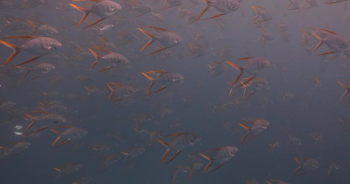 School of Gafftopsail pompano from the reefs of the sea of cortez, mexico.