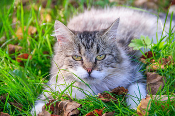 Naklejka na ściany i meble Beautiful cat lies on the grass with leaves. Pet. Cat for a walk