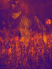 background spider web in morning dew drops on green grass. sun glare