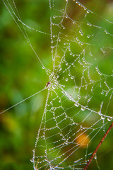 background spider web in morning dew drops on green grass. sun glare