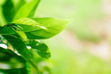 Fototapeta na wymiar Green Tea leaf with sunlight