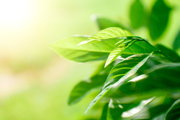 Fototapeta na wymiar Green Tea leaf with sunlight