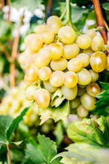 White Grape in a vineyard close up. Bunch of Ripe grapes at farm