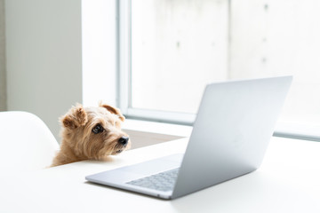 Norfolk Terrier dog watching Laptop computer