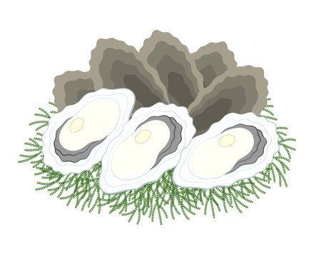 oysters on green seaweed, white background clip art preview