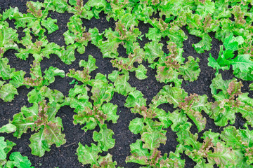 Organic seedlings Green lettuce are in vegetable plots