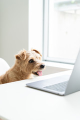 Norfolk Terrier dog watching Laptop computer