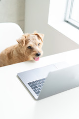 Norfolk Terrier dog watching Laptop computer
