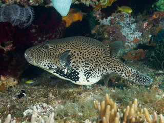 Guineafowl puffer © dynamofoto