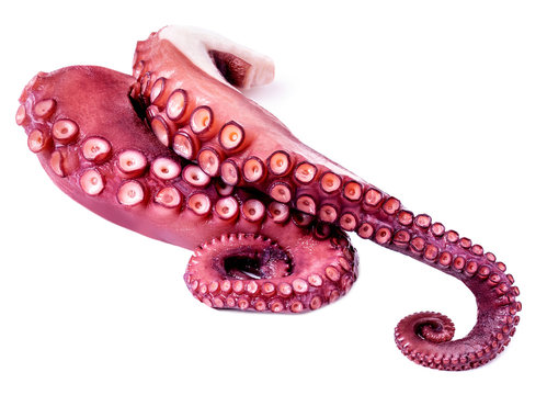Tentacles of octopus isolated on white background. Fresh  Octopus.  Sea food concept