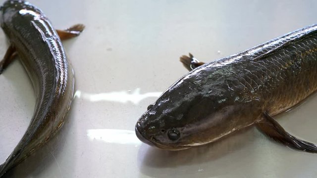 fresh striped snakehead fish in a market,Thailand