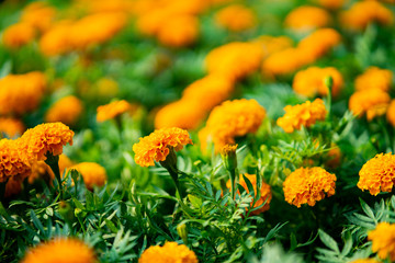 Orange marigold flowers blooming in the garden.