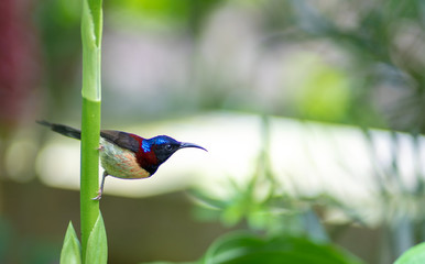 Bird in the branches on green background