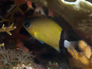 Black-bar chromis