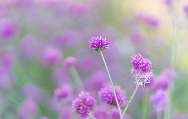 Pink Floral and Blur Background