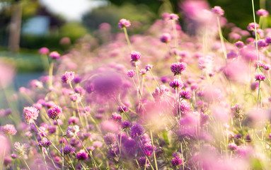 Pink Floral and Blur Background