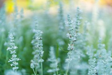 White Flower on green background. © Sombat