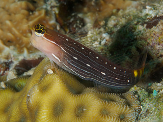 Pictus blenny