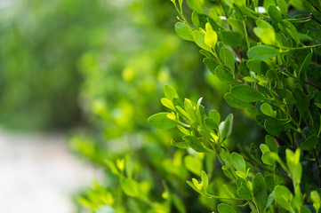 Green leaves on a blurred background .