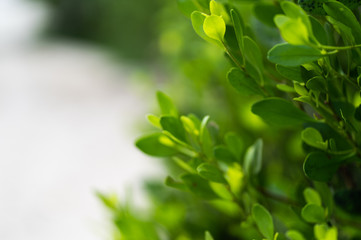 Fototapeta na wymiar Green leaves on a blurred background .