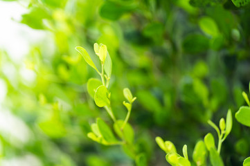 Green leaves on a blurred background .