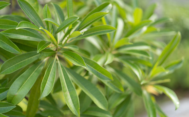 Fototapeta na wymiar Green leaves on a blurred background .