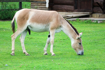 Naklejka na ściany i meble Asian wild ass (Equus hemionus) on a green grass