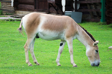 Naklejka na ściany i meble Asian wild ass (Equus hemionus) on a green grass