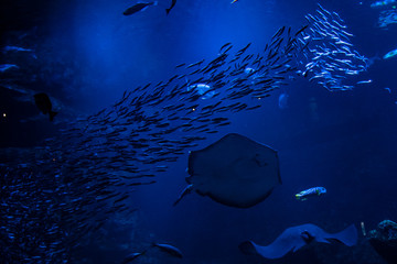 水族館の巨大水槽を泳ぐ魚たち © 健太 野田
