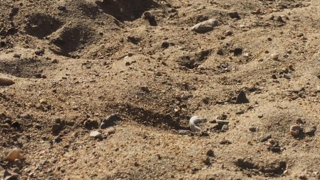 Close up shot of Sand Wasp(s) digging little tunnels in the sand. Also known commonly as "sand bees."