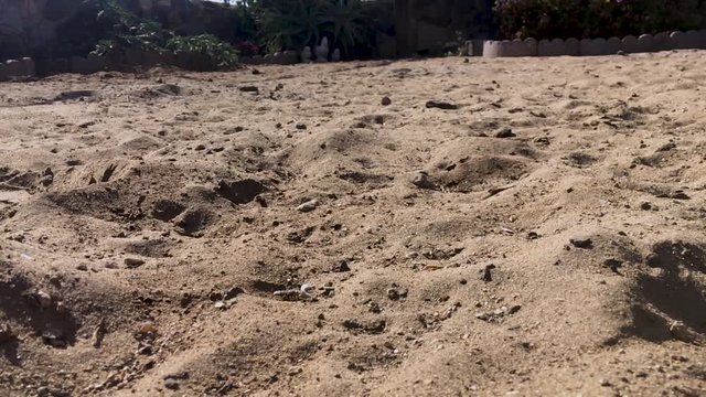 Close up shot of Sand Wasp(s) digging little tunnels in the sand. Also known commonly as "sand bees."