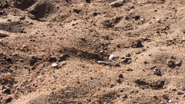 Close up shot of Sand Wasp(s) digging little tunnels in the sand. Also known commonly as "sand bees."