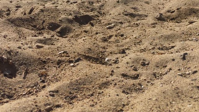Close up shot of Sand Wasp(s) digging little tunnels in the sand. Also known commonly as "sand bees."