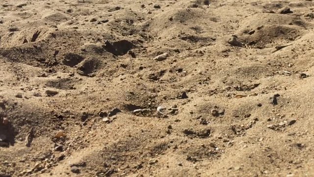 Close up shot of Sand Wasp(s) digging little tunnels in the sand. Also known commonly as "sand bees."
