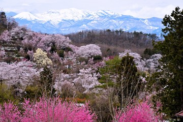 花見山