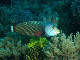 Rockmover wrasse