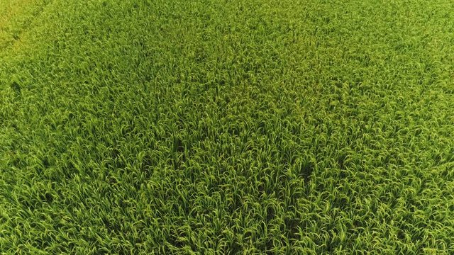 AERIAL STATIC SHOT Of Lush Green Rice Fields