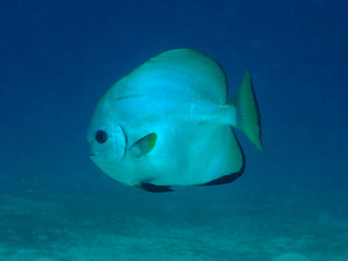 Boers batfish