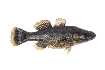 Naklejka premium Rotan